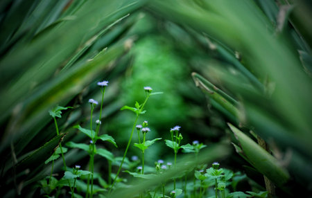 A group of wild flower trees in the Park area