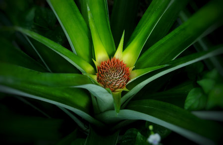 Pineapple fruit planted in the fieldの写真素材