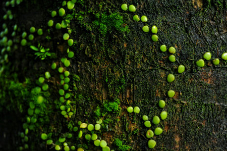MONEY TREE (Pyrrosia piloselloides) lives creeping on tree trunks