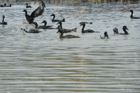 MALAYSIA, The 2022 Negeri Sembilan Ngoca Festival event held at the Terachi Cultural Village, Kuala Pilah, on December 10, 2022のeditorial素材