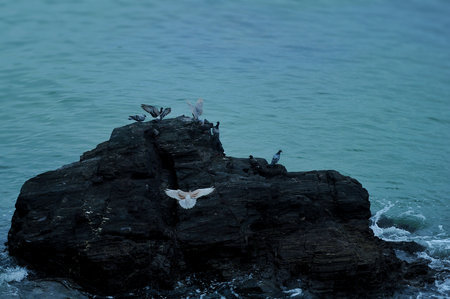 A group of pigeons perched on a coral rock surrounded by sea waterの写真素材