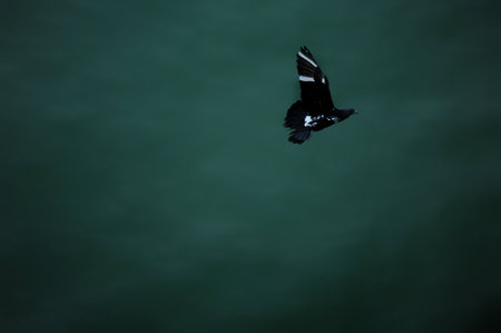 Pigeons fly freely in the airの写真素材