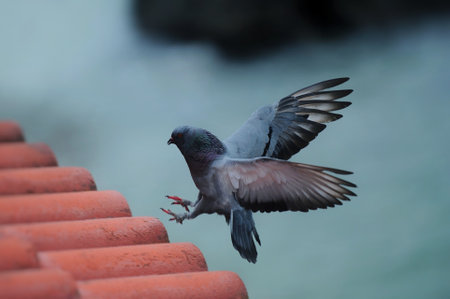 A tame pigeon perched on the roofの写真素材