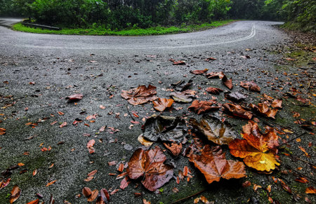 Dry leaves are scattered on the road after rain