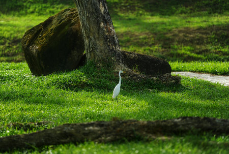 Stork hovering in the forest areaの写真素材
