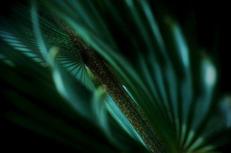 Selective focus. Tree frond shapeの写真素材