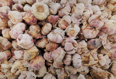 Garlic is collected for the sale processの写真素材