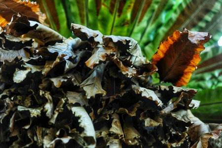 Low angle view. Dry fern leaves