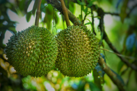 Durian fruit on the tree