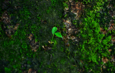 Leaves grow on tree trunks