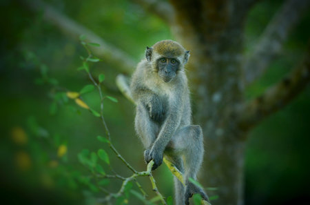 A monkey sits on the end of a branch