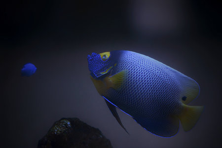 Ornamental fish in the aquariumの写真素材