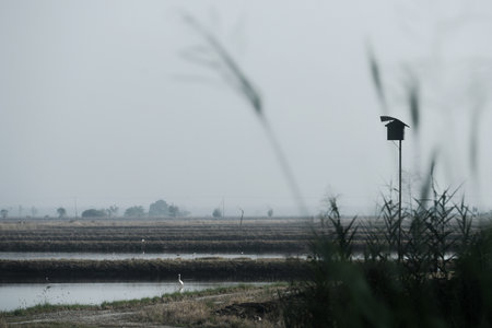 Owl house in the paddy fieldの写真素材