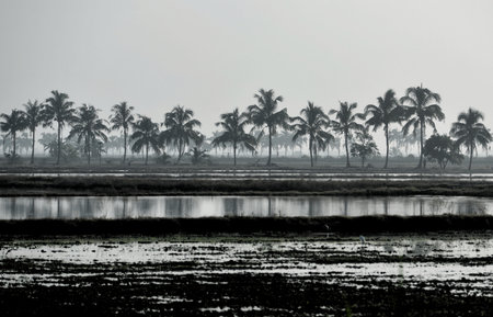 A wide view around the paddy fieldsの写真素材