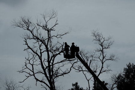 Silhouette tone. The work of cutting dead tree branches