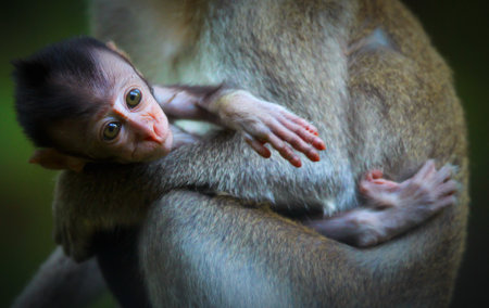 Cute monkey lives in a natural forestの写真素材