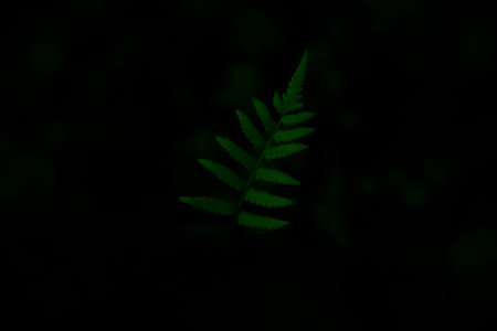 Dark area with fern trees in the forestの写真素材