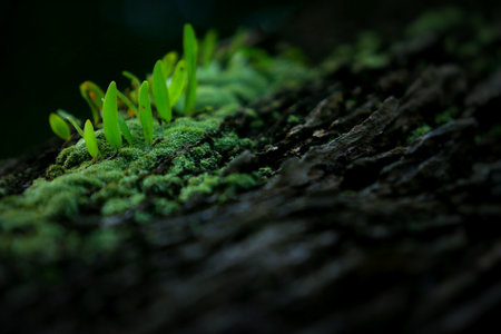 Money Tree (Pyrrosia piloselloides) lives creeping on tree trunks