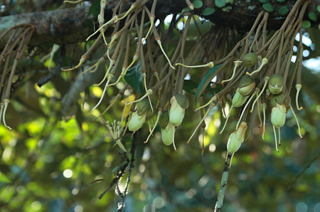 Budding and flowering process for durian fruit growth