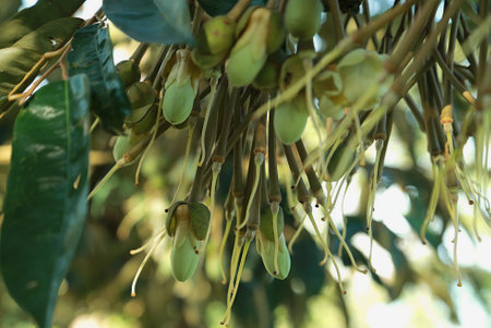 Budding and flowering process for durian fruit growthの写真素材
