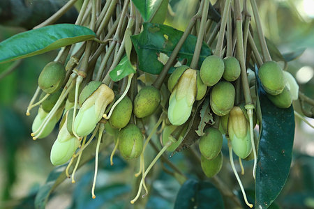 Budding and flowering process for durian fruit growthの写真素材