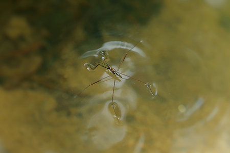 Common water strider (Gerris lacustris) on water surfaceの写真素材