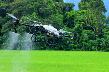 Drones are used for rice field fertilization activities at certain times