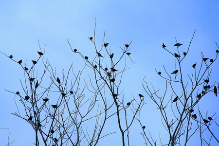 Silhouette tone. Bird perched on a dead trunk