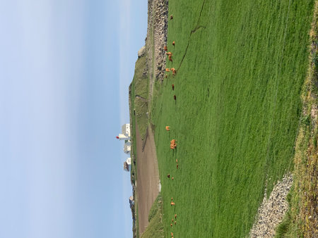 Cows grazing on a grassy meadow in the north of Icelandの写真素材