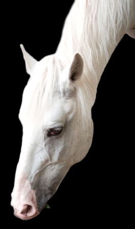 Portrait of the white horse is isolated on a black backgroundの写真素材