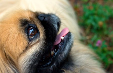 Portrait of a dog of breed a Pekinese against a grassの写真素材