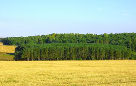 Autumn landscape with yellow fields and green woodの写真素材