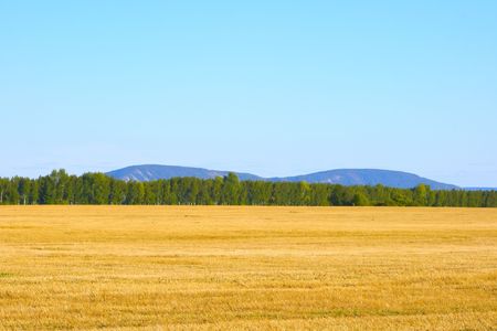 Russian rye field on a background of the blue sky