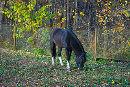 beautiful black horse against autumn natureの写真素材