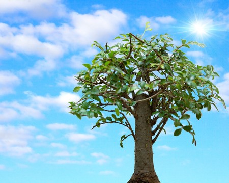 The tree against summer skyの写真素材