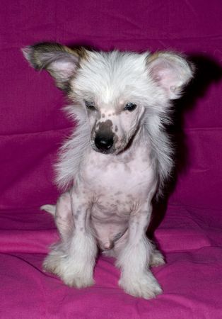 Young white puppy of breed Chinese Crested Dog on pink backgroundの写真素材