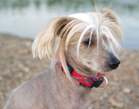 Chinese Crested Dog against water of riverの写真素材