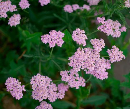 Beautiful pink flowers. A background. Shallow DOF.の写真素材