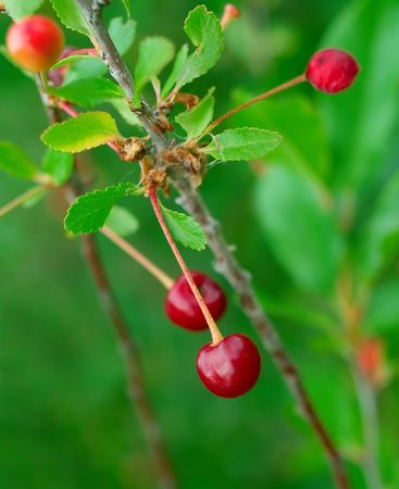Branch of a ripe cherry with red berries. Shallow DOFの写真素材