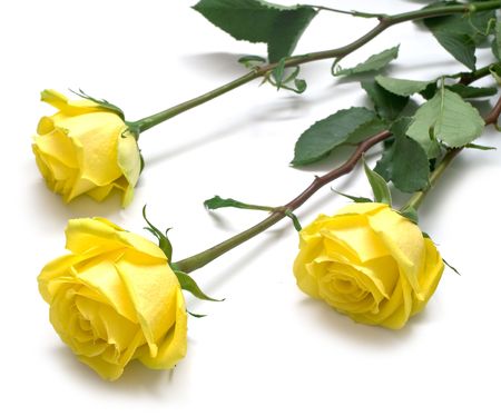 Yellow roses with green leaves. Isolation on white background. Shallow DOFの写真素材