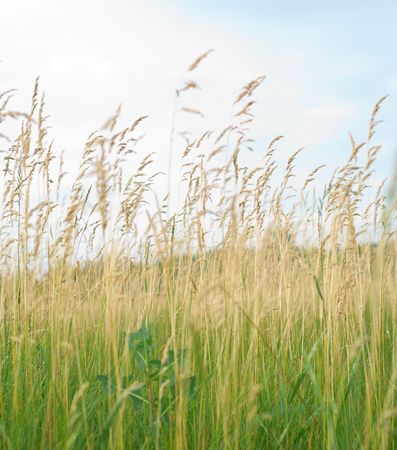 Beautiful yellow and green grass field texture. Shallow DOFの写真素材