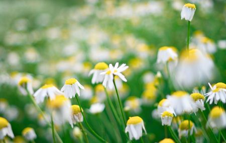 Flowers of a wild chamomile close up. Shallow DOFの写真素材