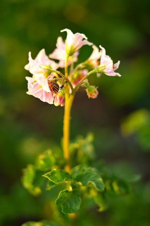 Colorado beetle on potato flowers on green background. Shallow DOFの写真素材