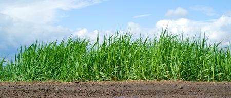 Beautiful green grass and blue cloudy sky. Summer landscape