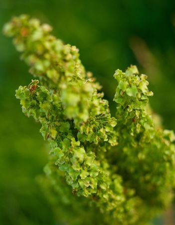 Green plant. Abstract natural backgroundの写真素材