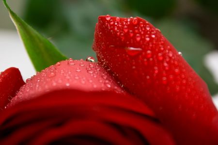 Wet red rose with green leavesの写真素材