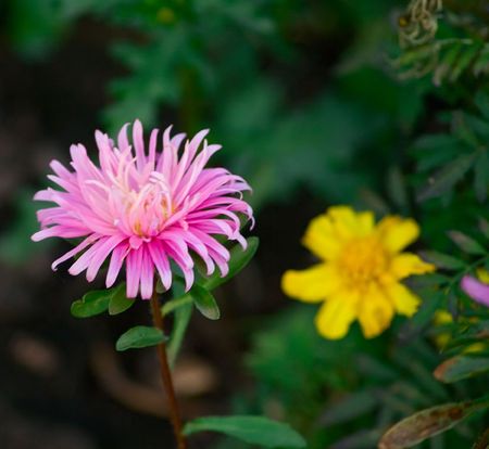Beautiful pink and yellow flowers. A background. Shallow DOF.の写真素材