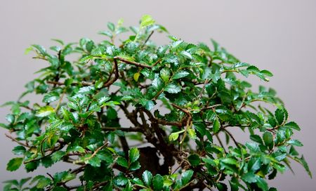 The green tree on grey backgroundの写真素材