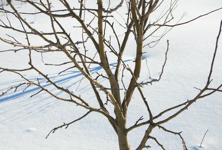 Winter at the park. Branches against blue snowの写真素材