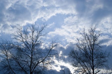 The trees against sunset on a blue cloudy skyの写真素材